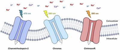 Challenges for Therapeutic Applications of Opsin-Based Optogenetic Tools in Humans